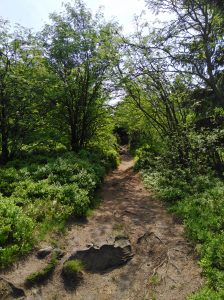 Auf dem Weg zum Lippischen Velmerstot