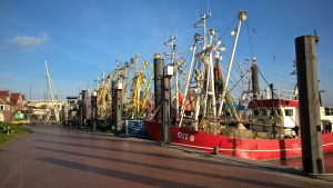Krabbenfischerflotte in Ditzum